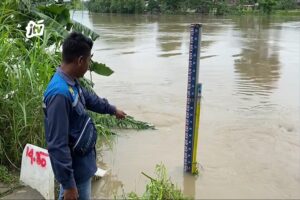 Cuaca Ekstrem Picu Kenaikan Debit Air Bengawan Solo Bojonegoro, Warga Diminta Waspada