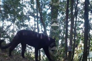 Keunikan Macan Tutul dan Macan Kumbang di TNBTS Fakta Menarik dari Kamera Trap