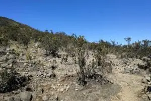 Pasar Setan di Gunung Lawu Misteri yang Tak Terungkap