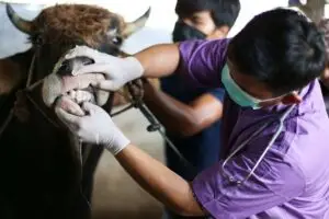Pengawasan Ketat Daging Sapi di Yogyakarta untuk Cegah PMK