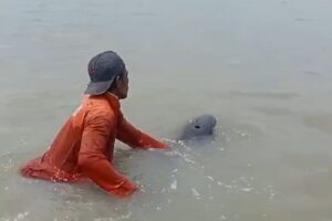 Lumba-lumba Terdampar di Pantai Kenjeran, Diduga Ikuti Perahu Nelayan