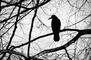 Misteri Burung Gagak: Antara Mitos dan Fakta yang Mengejutkan