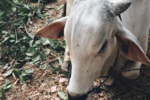 Aksi Pencurian Sapi di Probolinggo Berhasil Digagalkan, Pelaku Masih DiburuAksi Pencurian Sapi di Probolinggo Berhasil Digagalkan, Pelaku Masih Diburu