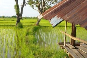 Banjir Bengawan Solo Rendam Sawah di Lamongan, Petani Terancam Gagal Panen