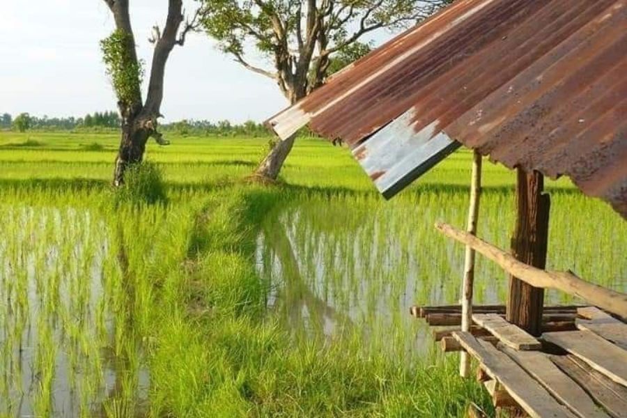 Banjir Bengawan Solo Rendam Sawah di Lamongan, Petani Terancam Gagal Panen