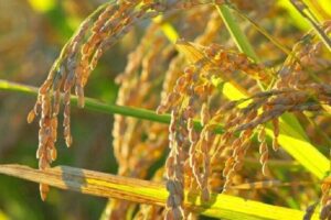 Harga Gabah di Magetan Anjlok, Petani Resah di Bawah HPP Pemerintah