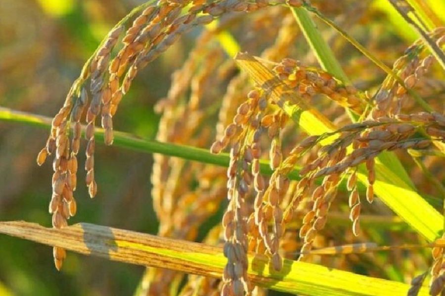 Harga Gabah di Magetan Anjlok, Petani Resah di Bawah HPP Pemerintah