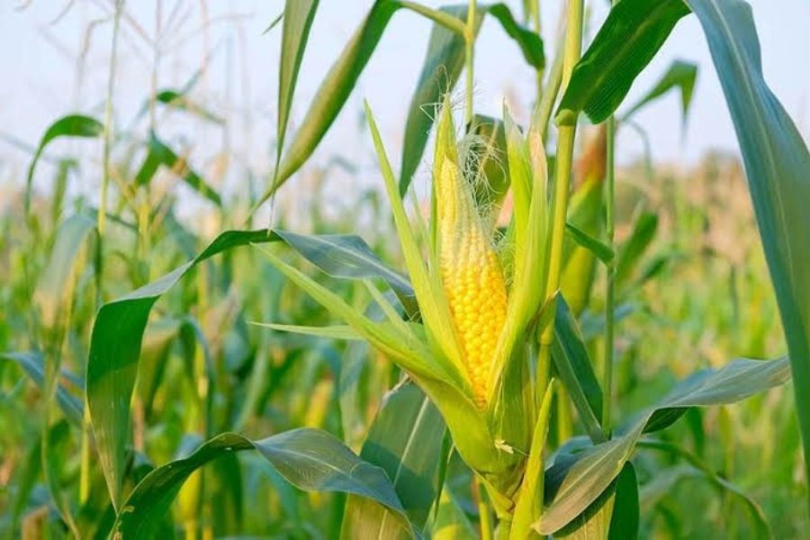 Harga Jagung Anjlok di Madiun, Petani Keluhkan Harga di Bawah HPP