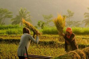 Jawa Timur Ditargetkan Produksi 12 Juta Ton Padi, Mentan Dorong Swasembada Pangan