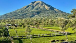 Menikmati Keindahan Alam di Wisata Kebun Teh Tambi