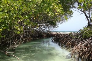 Menikmati Keindahan Ekowisata Hutan Mangrove di Gresik untuk Ngabuburit