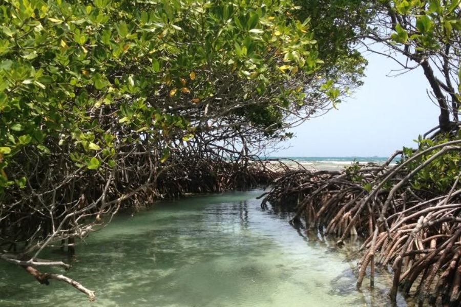 Menikmati Keindahan Ekowisata Hutan Mangrove di Gresik untuk Ngabuburit