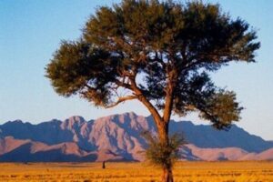 Menjelajahi Keindahan Padang Savana Situbondo Pesona Alam yang Memikat
