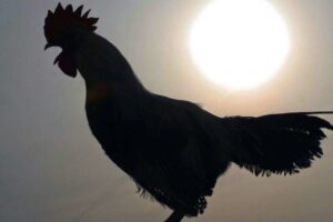Misteri Ayam Berkokok di Malam Hari Antara Mitos dan Penjelasan Ilmiah