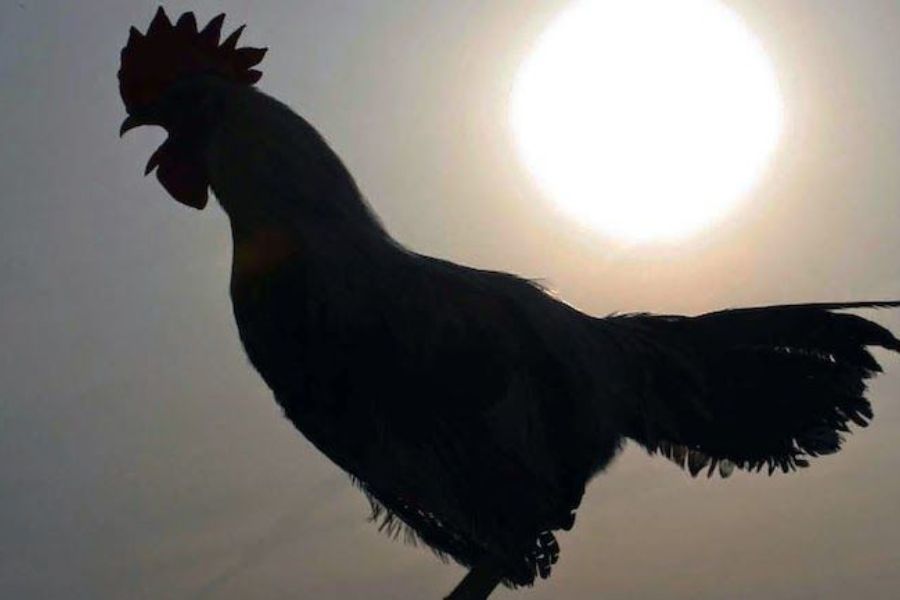 Misteri Ayam Berkokok di Malam Hari Antara Mitos dan Penjelasan Ilmiah