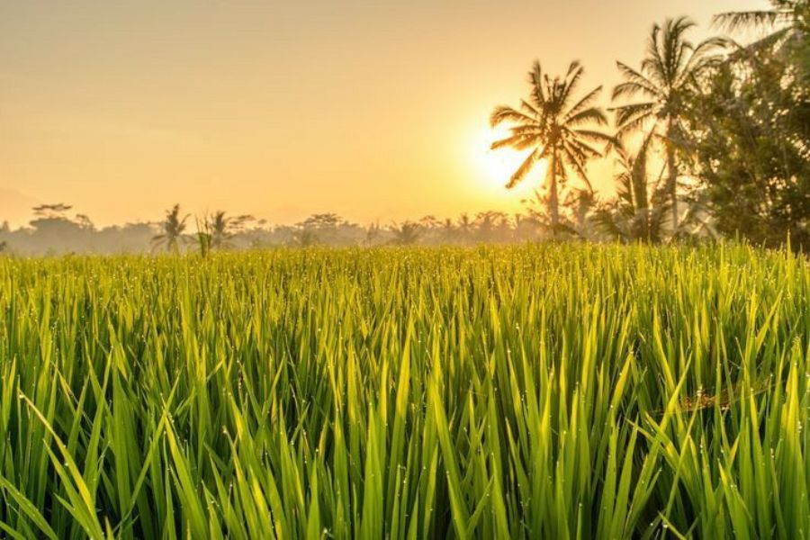 Prakiraan Cuaca Yogyakarta Hari Ini, Jumat 14 Maret 2025 Hujan Ringan di Siang Hari