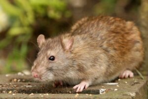5 Cara Membuat Jebakan Tikus Ampuh dari Barang Bekas, Mudah dan Ramah Lingkungan