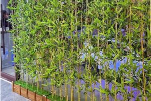 Benarkah Menanam Bambu Kuning di Depan Rumah Bisa Membawa Hoki Ini Mitos dan Faktanya!