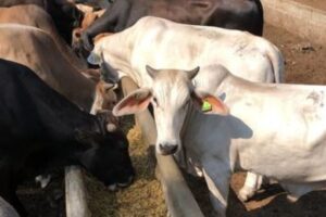 Rahasia Sukses Merawat Sapi Jelang Idul Adha Sehat, Gemuk, dan Laris di Pasaran