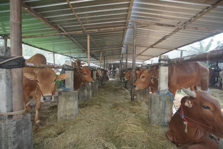 Stok Hewan Kurban Kulon Progo
