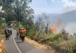 Petugas gabungan berupaya memadamkan api kebakaran lahan dan hutan Gunung Bromo. (Foto: Dok BPBD Kabupaten Malang)