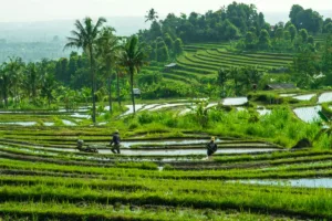 Sawah terasering Purworejo menawarkan lanskap perbukitan yang indah. Simak lokasi, waktu foto, alasan terasering, dan tips aman. (Unsplash/Sebastian Pena Lambarri)
